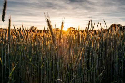 Close-up of stalks in field against sunset sky