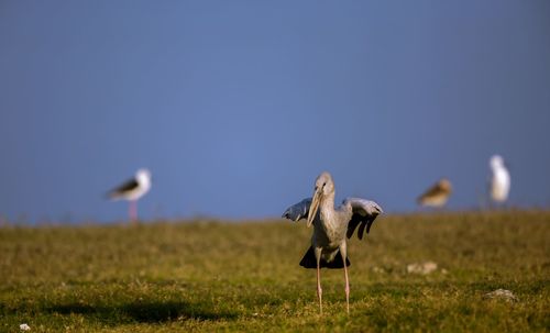 Bird flying over a field