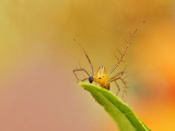 Close-up of insect on plant