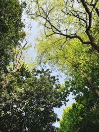 Low angle view of trees in forest