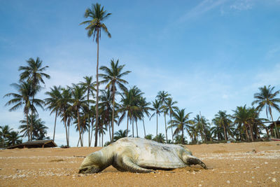 A dead sea turtle due to unknown reason lies on a beach along terengganu, malaysia.