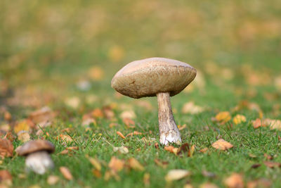 Close-up of mushroom growing on field