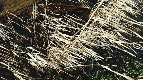 Close-up of bare tree