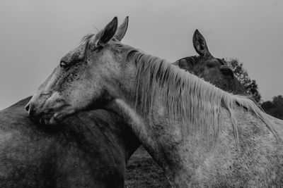 Close-up of horse on field