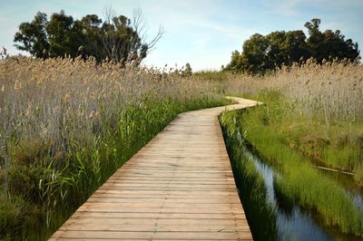 Boardwalk amidst plants on field against sky