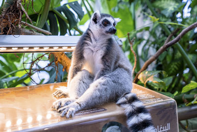 Curious ring-tailed lemur sitting on information board in zoo