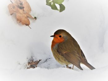 Close-up of bird perching on snow