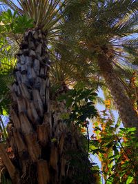 Low angle view of palm trees