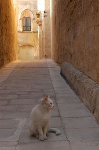 Cat living in l-imdina, malta