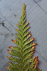High angle view of plant against wall