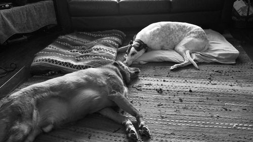 Side view of a dogs resting on carpet