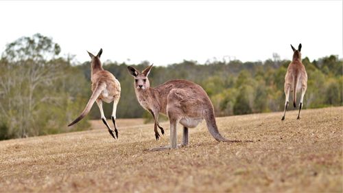 Horses standing in field