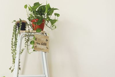 Potted plant in vase against wall