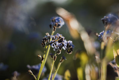 Close-up of purple flowering plant