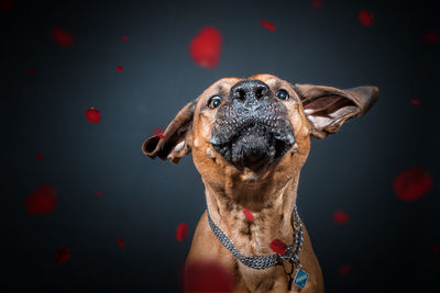 Close-up portrait of dog against black background