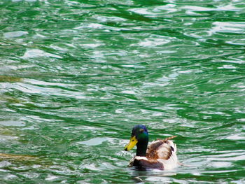 Birds in calm lake