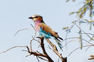 Low angle view of bird perching on branch against sky