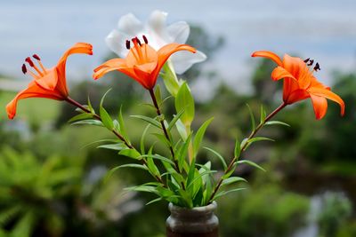 Orange tiger lillies and white lily in a crockery vase.