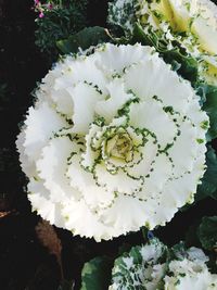 High angle view of white flowering plant