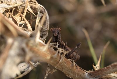 Close-up of barbed wire