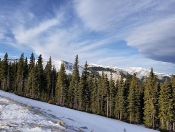 Pine trees on snowcapped mountains against sky