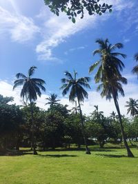 Scenic view of palm trees against sky