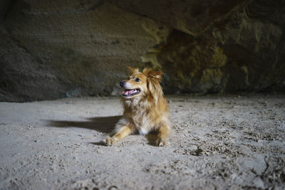 Dog sitting in cave