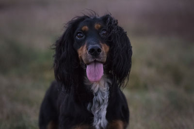 Portrait of dog sticking out tongue