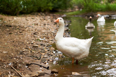 Gosling exiting the river to join their family