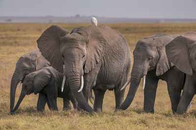 Elephant on field