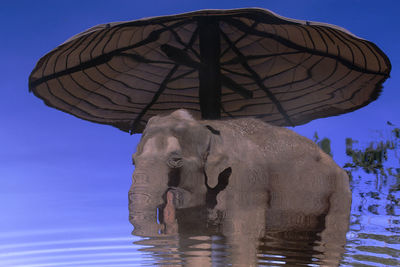 Close-up of elephant against clear blue sky