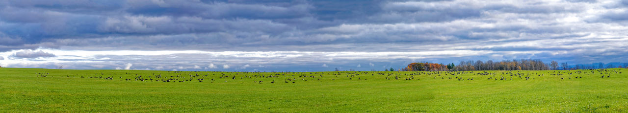 Panoramic view of sheep on field against sky