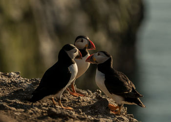 Close-up of puffins perching on rock