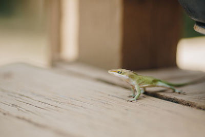 Close-up of lizard