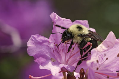 Close-up of insect pollinating on pink flower