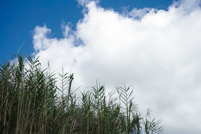 Low angle view of trees on field against sky