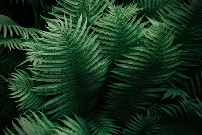 High angle view of fern leaves