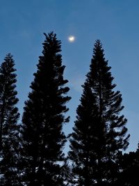 Pine trees in forest