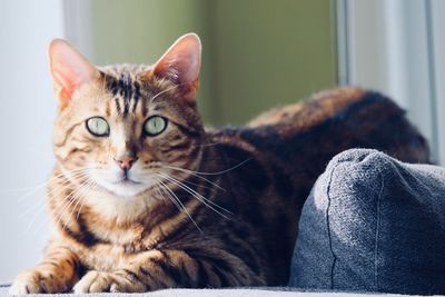 Close-up portrait of cat sitting at home