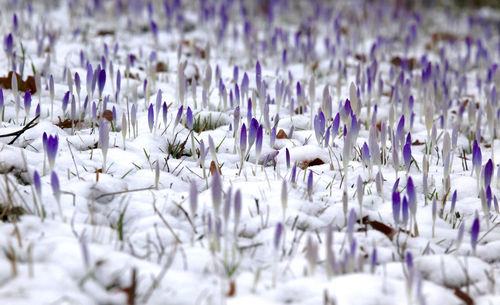 Close-up of crocus on purple flowers