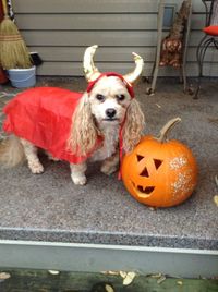 Portrait of dog sitting on pumpkin during halloween