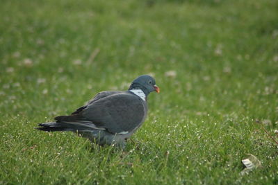 Side view of a bird on grass