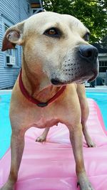 Close-up of dog in swimming pool