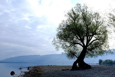 Tree by sea against sky