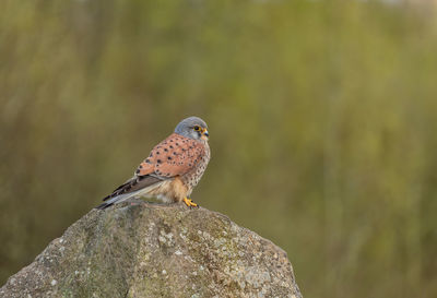 Close-up of bird perching on rock