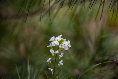 Close-up of white flowering plant