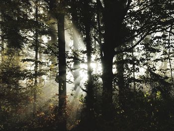 Low angle view of trees in forest