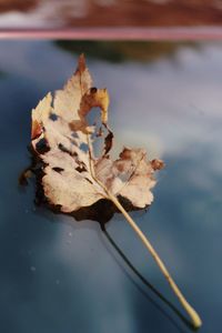 Autumn leaf on car windshield