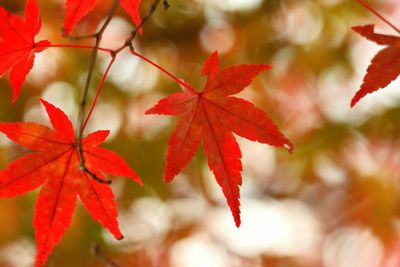 Close-up of maple leaves