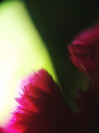 Close-up of fresh red hibiscus blooming outdoors